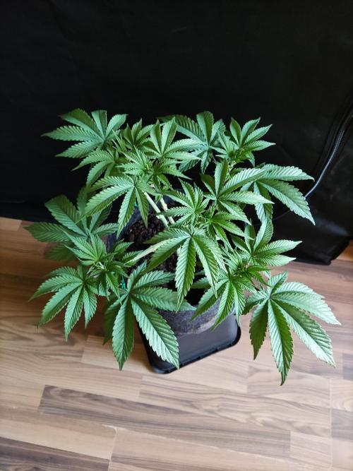 Big Bud. Week 5 - Tag 35