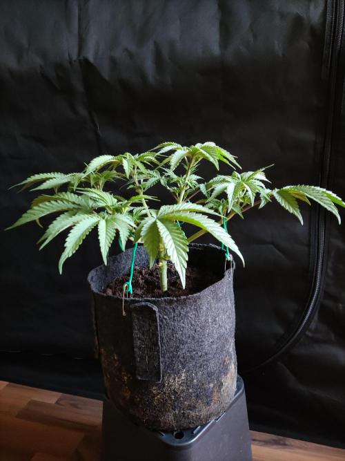 Big Bud. Week 5
