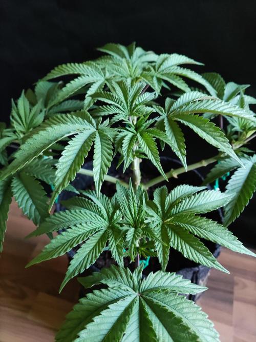 Big Bud. Week 5