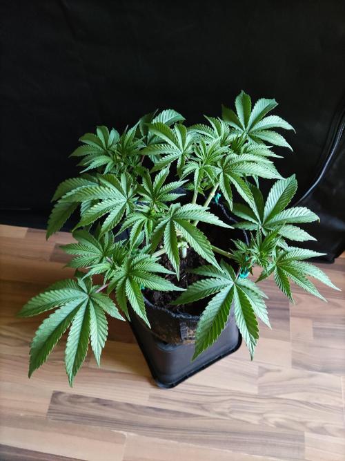 Big Bud. Week 5