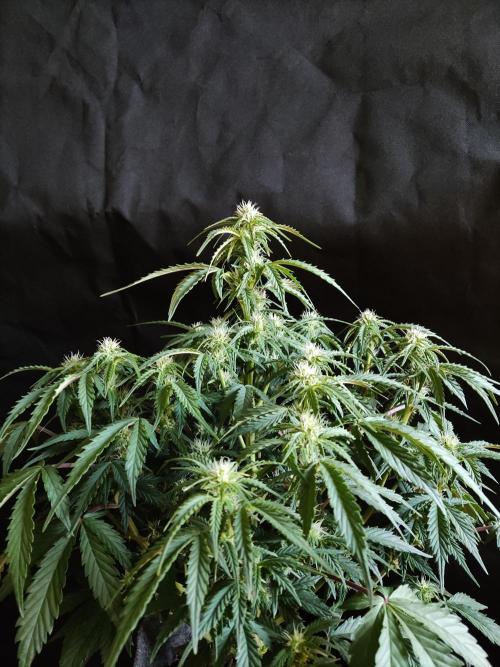 Top 44 Auto. Week 6