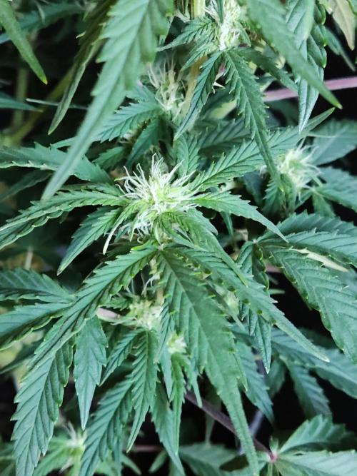 Top 44 Autoflowering. Week 6