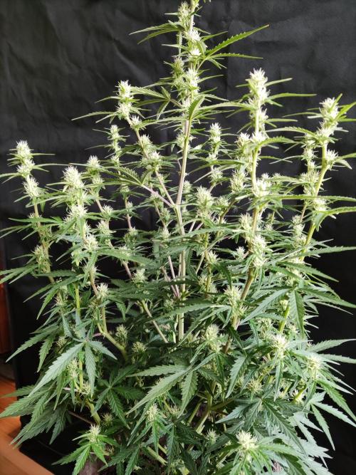 Auto Do Si Dos. Week 6