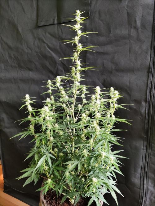 Auto Do Si Dos. Week 6
