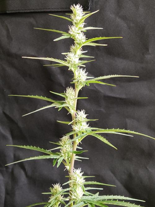 Auto Do Si Dos. Week 6