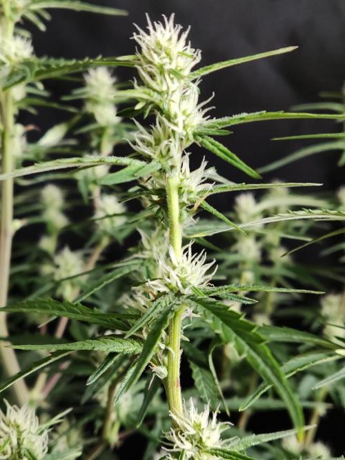 Auto Do Si Dos. Week 6
