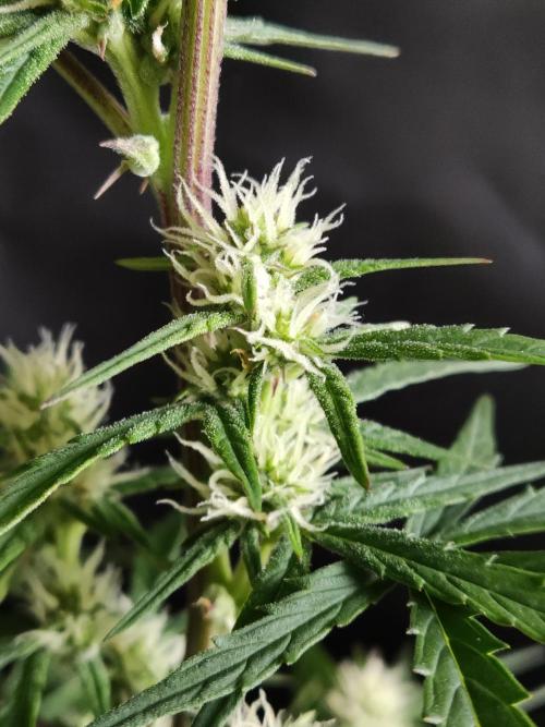Auto Do Si Dos. Week 6