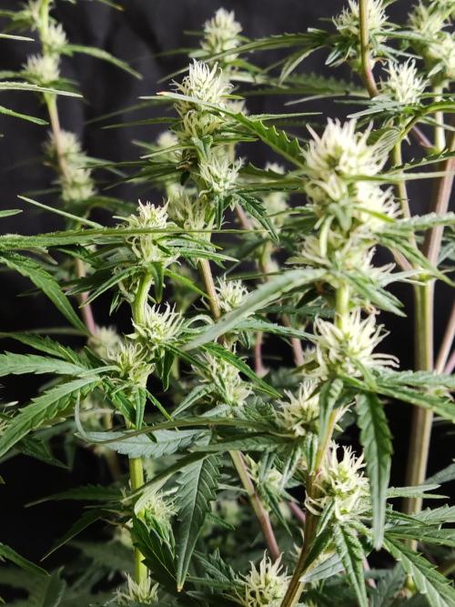 Auto Do Si Dos. Week 6