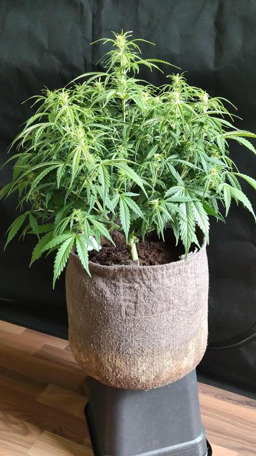 Auto Cinderella Jack