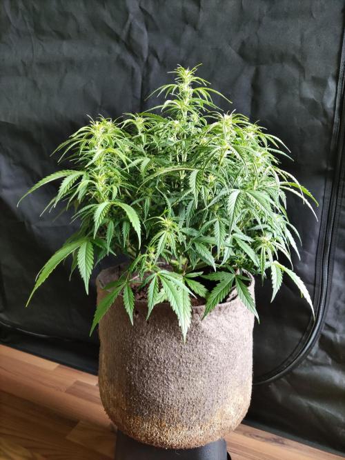 Auto Cinderella Jack. Week 6 - Tag 42 
