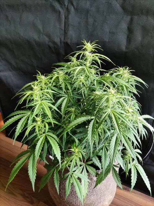 Auto Cinderella Jack. Week 6