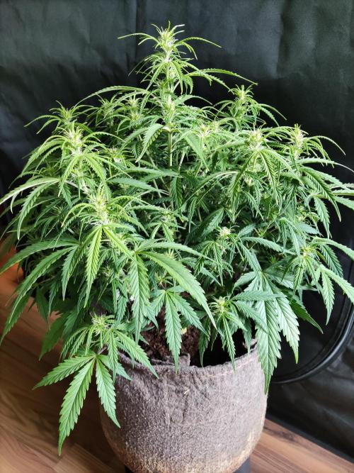 Auto Cinderella Jack. Week 6