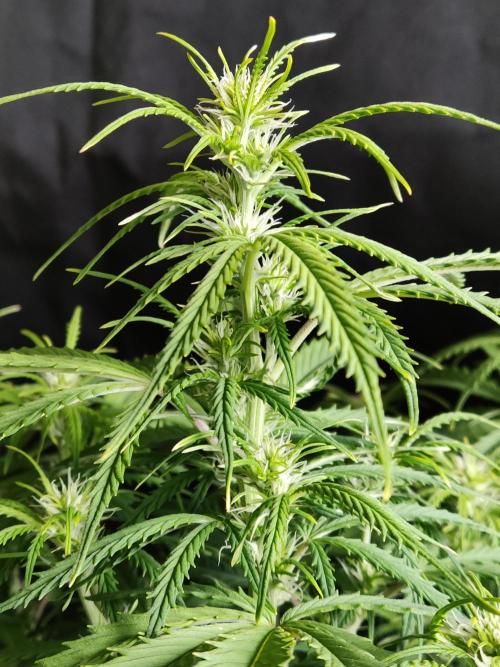 Auto Cinderella Jack. Week 6