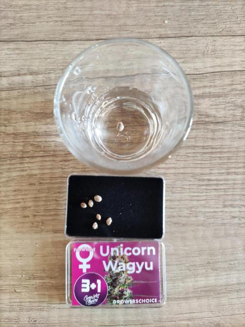 Unicorn Wagyu. Week 1