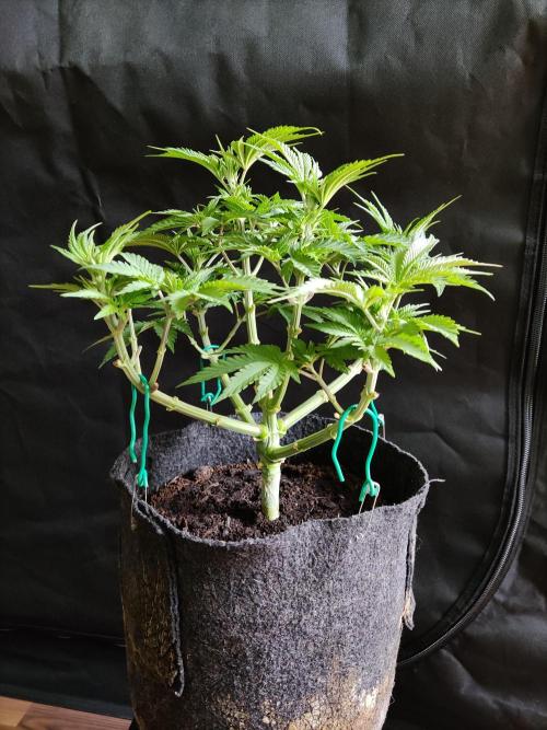 Big Bud. Week 6 - Tag 42 