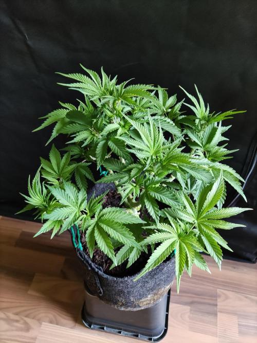 Big Bud. Week 6