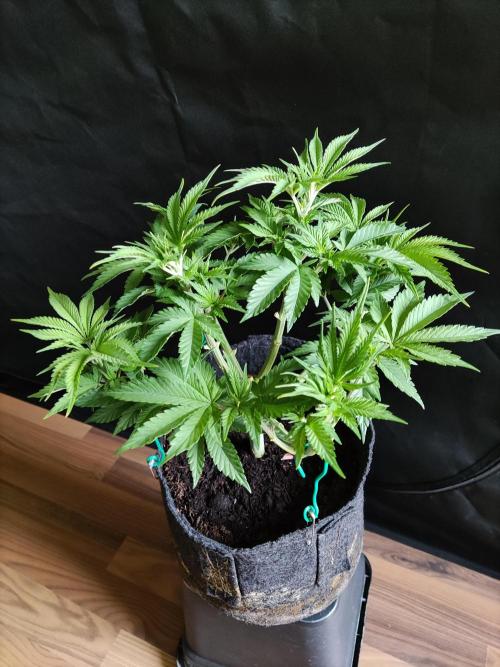 Big Bud. Week 6