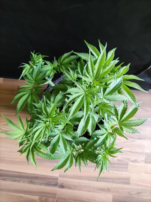 Big Bud. Week 6