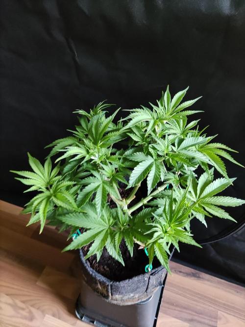 Big Bud. Week 6