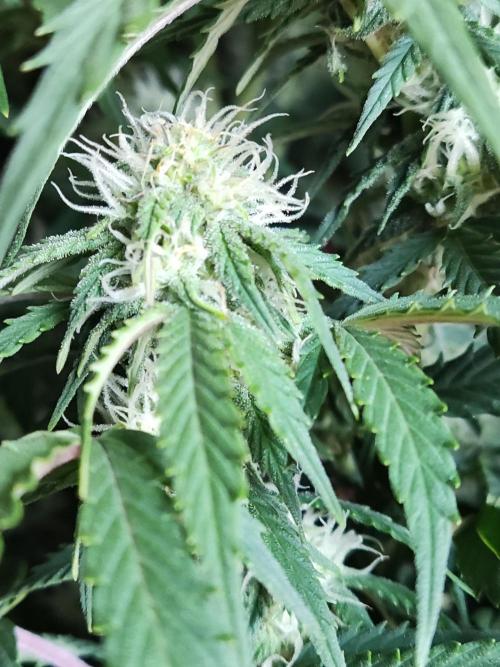 Top 44 Autoflowering. Week 7