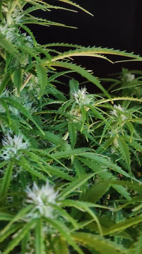 Auto Cinderella Jack