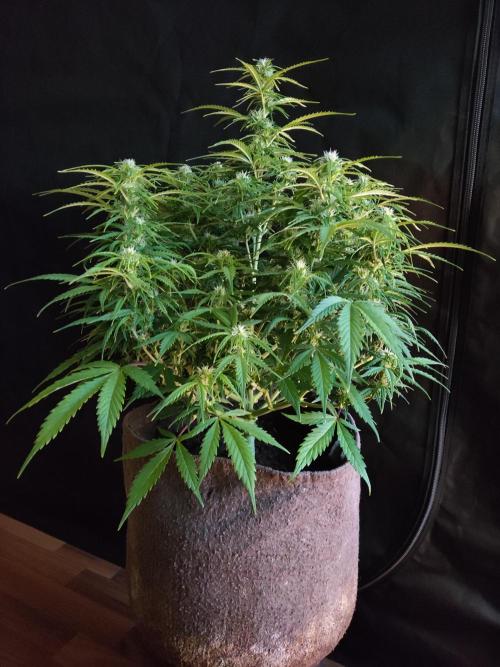 Auto Cinderella Jack. Week 7