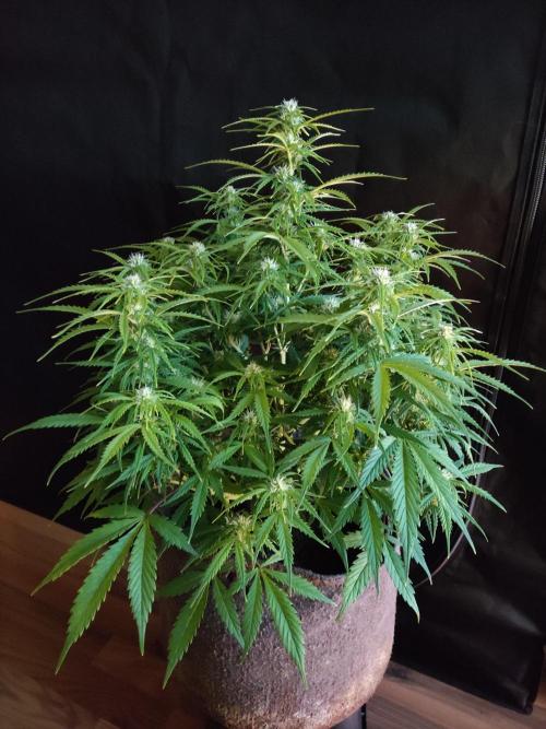 Auto Cinderella Jack. Week 7