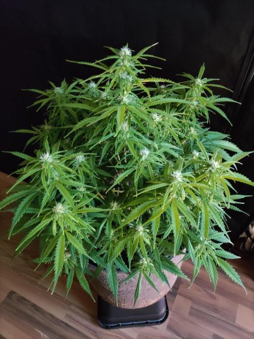 Auto Cinderella Jack. Week 7