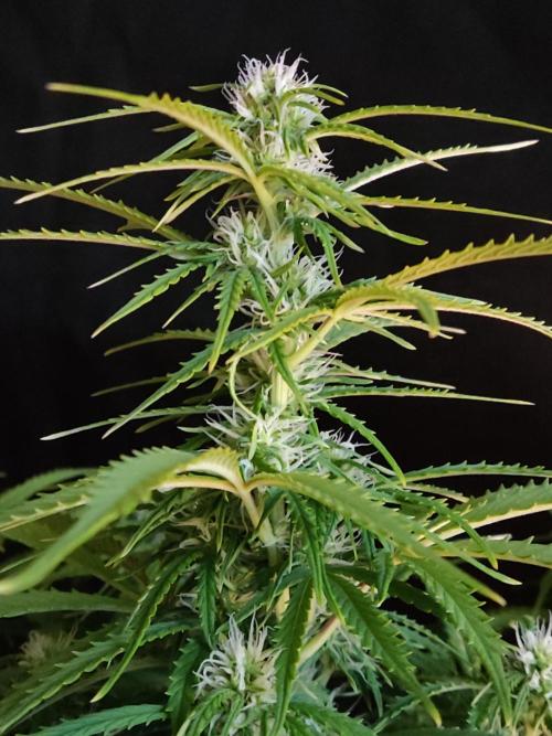 Auto Cinderella Jack. Week 7