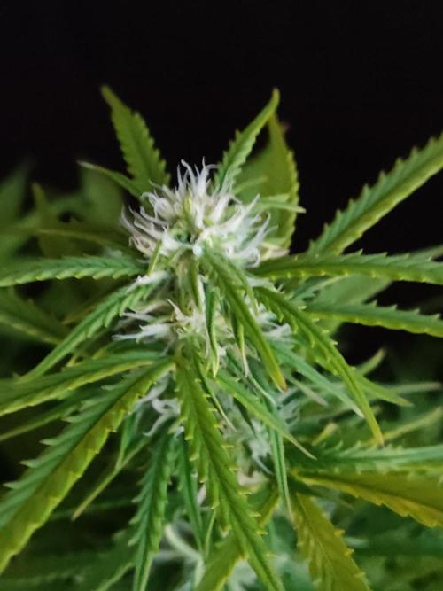 Auto Cinderella Jack. Week 7