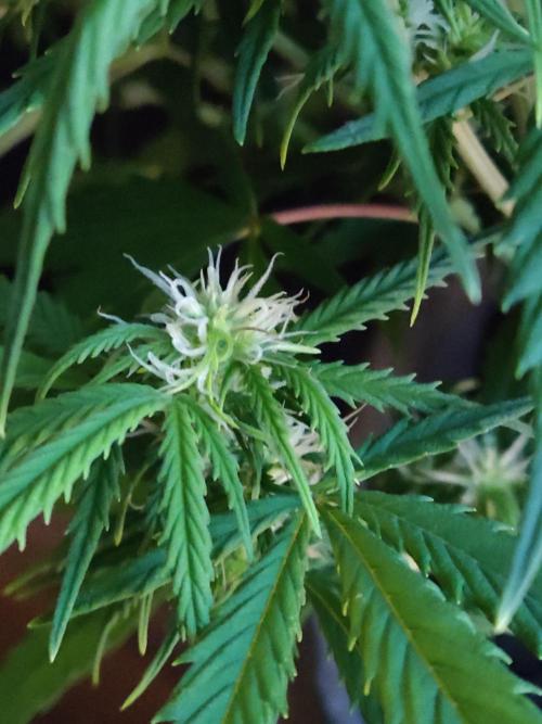Auto Cinderella Jack. Week 7