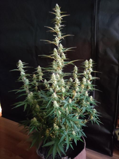 Auto Do Si Dos. Week 7