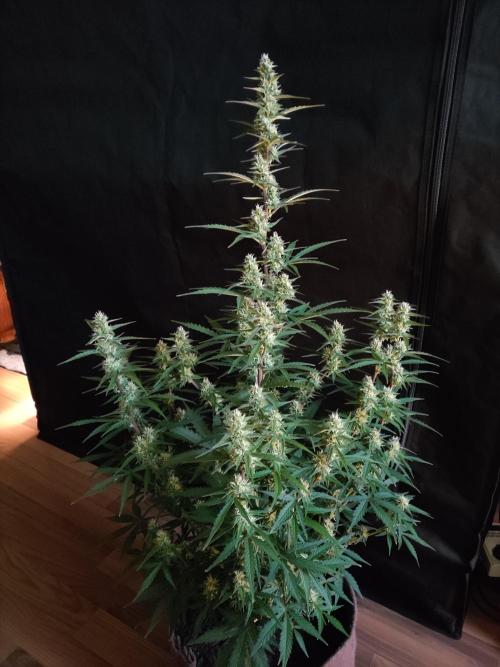 Auto Do Si Dos. Week 7