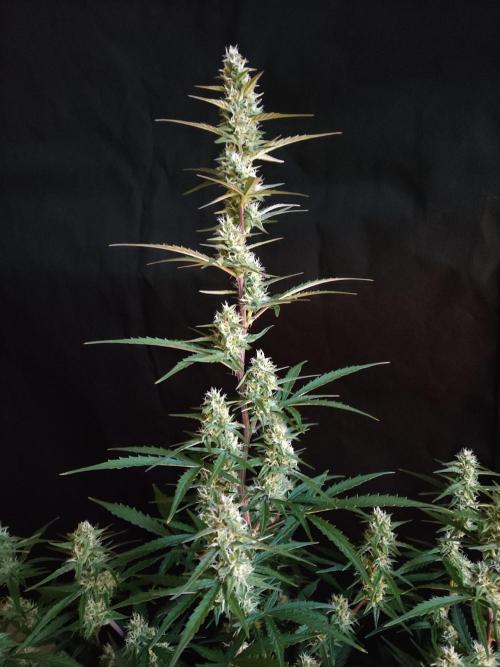 Auto Do Si Dos. Week 7