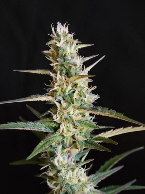 Auto Do Si Dos. Week 7