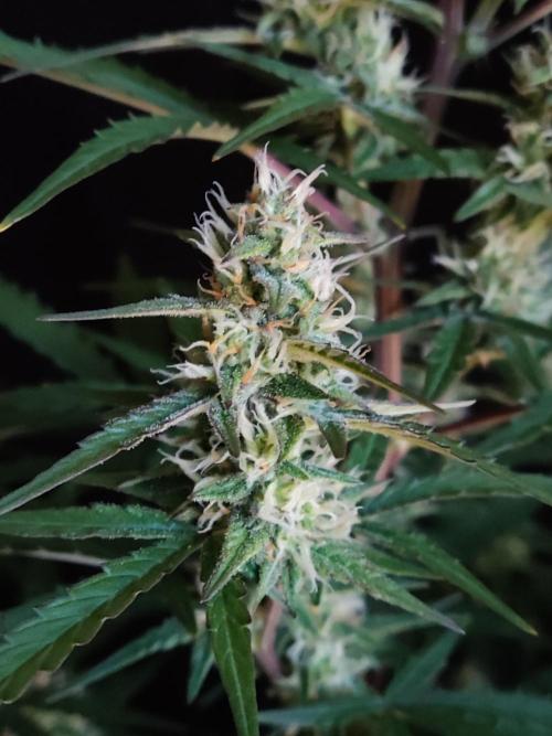 Auto Do Si Dos. Week 7