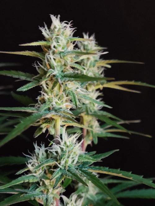 Auto Do Si Dos. Week 7