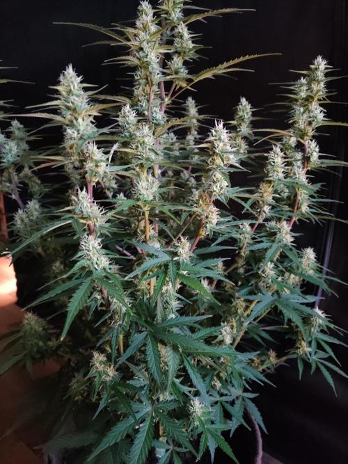 Auto Do-Si-Dos. Week 7