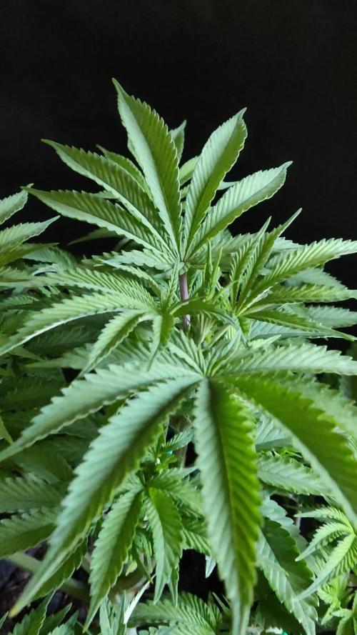 Big Bud