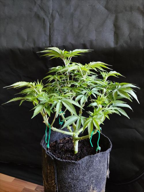 Big Bud. Week 7 - Tag 49