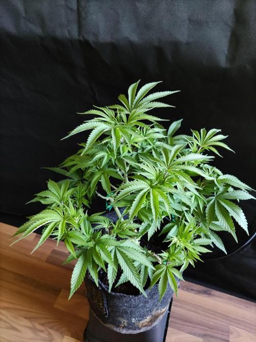 Big Bud. Week 7
