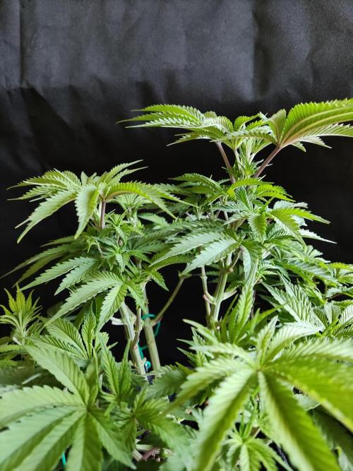 Big Bud. Week 7