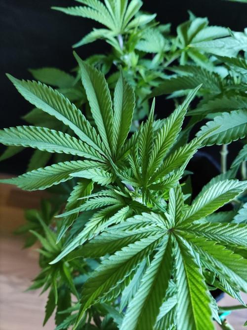 Big Bud. Week 7