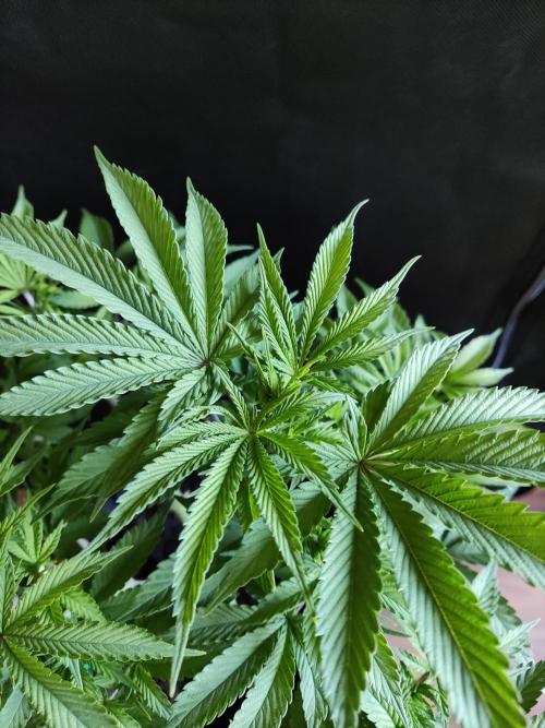 Big Bud. Week 7