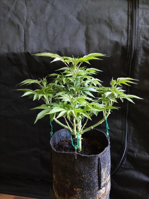 Big Bud. Week 7
