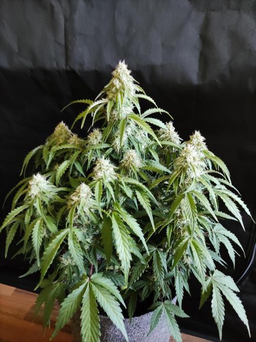 Top 44 Auto. Week 8