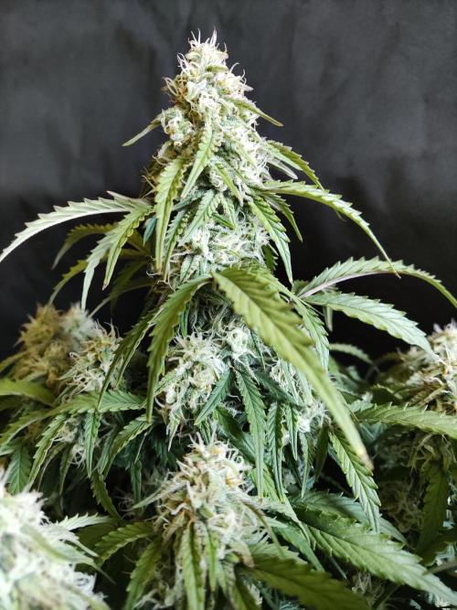 Top 44 Auto. Week 8