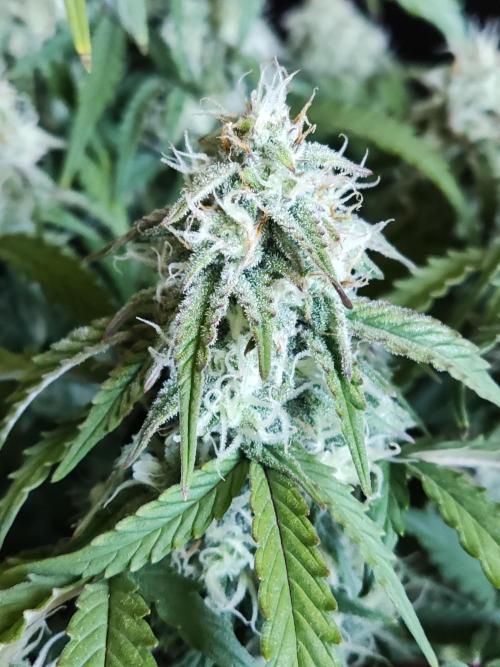 Top 44 Auto. Week 8