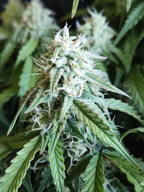 Top 44 Autoflowering. Week 8