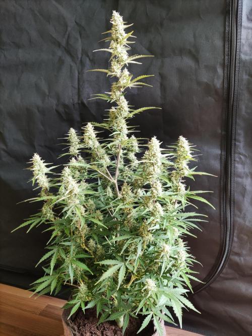 Auto Do Si Dos. Week 8
